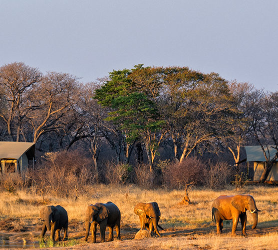 Zimbabwe Safari holidays