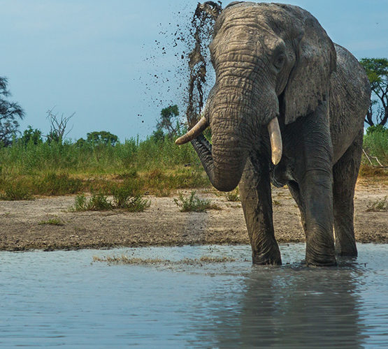 Botswana Safari Holidays package